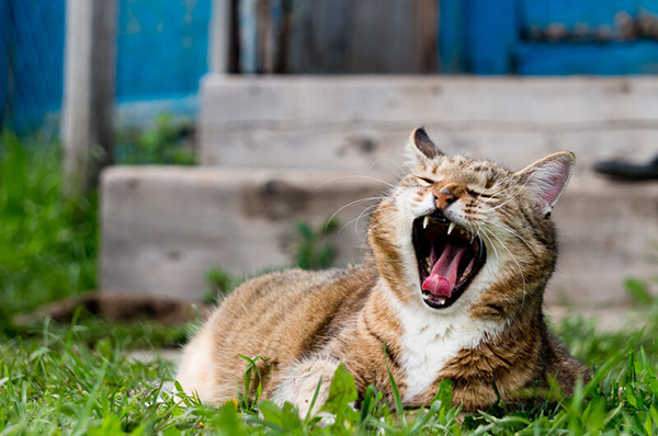 Walnut, IL Pet Dental Care